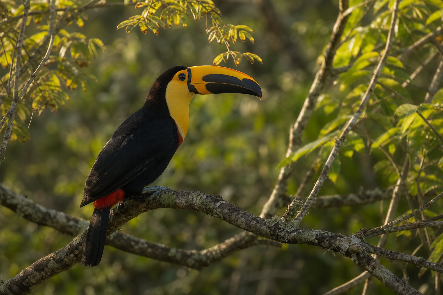 Birding scene from Chapada region